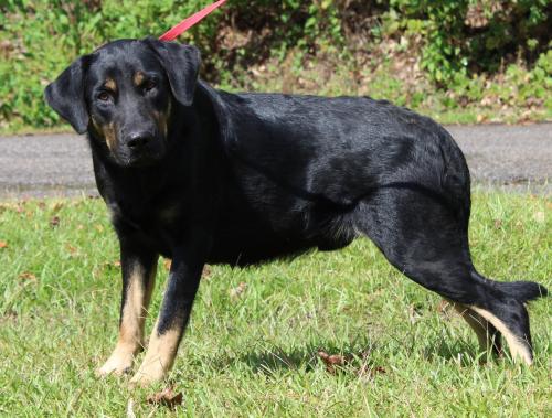 PAHS Pet of the Week: Meet Apollo; A Gentle Giant, Good with Dogs and Children
