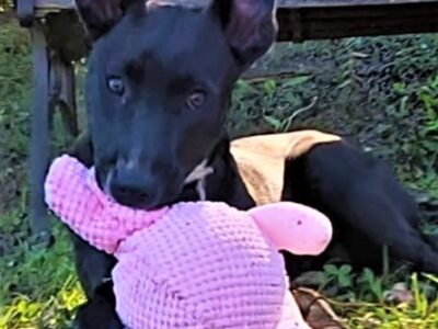 HSEC Pet of the Week: Meet Demi! Quite the Clown and Adores Toys