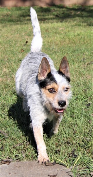 HSEC Pet of the Week: Meet Blue! Terrier Mix Needs an Active Owner and a Buddy (Not a Cat)
