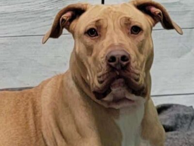 HSEC Pet of the Week: Meet Butter! Lab/Pit Mix Great with Other Dogs