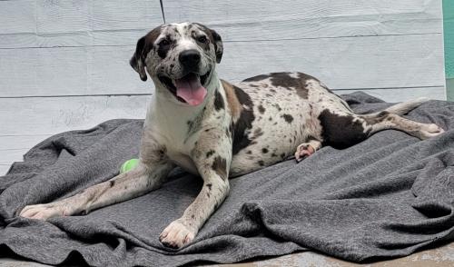 HSEC Pet of the Week: Meet Cocoa! Catahoula Mix is Good with Big Dogs, but Not Small Animals