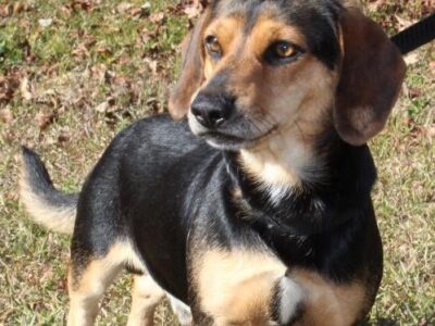 PAHS Pet of the Week: Meet Freddy! Young Beagle Needs a Foster Family