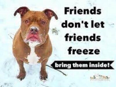 HSEC NEWS: Winter is Here; Please Take Care of Your Pets!
