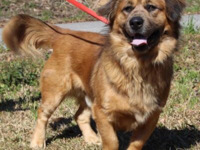 He isn’t Short, he is Fun-Sized! ‘Shorty’ is Waiting for a New Home at PAHS