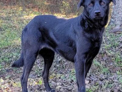 Meet Lavender! She is waiting on HSEC for a New, Loving Home