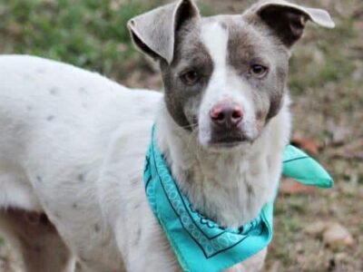 HSEC Pet of the Week is Rocket! A Bit Shy at first, But just waiting for a Loving Family