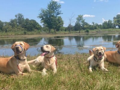 Service Dogs Alabama: American Legion Post 133 to Host Charity Event April 23