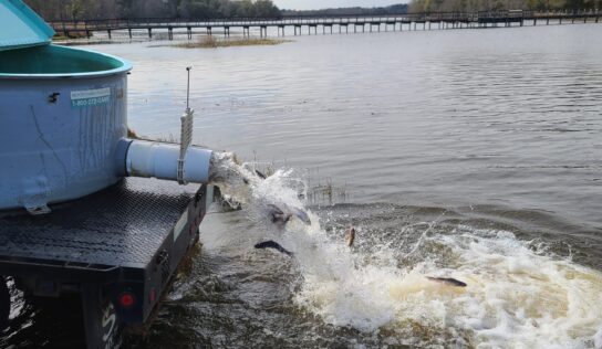 Multi-Year Catfish Project Begins at Frank Jackson State Park