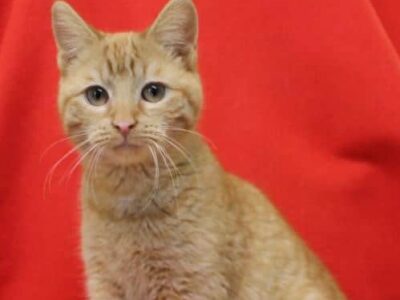 Carly is the PAHS Pet of the Week! Beautiful, Affectional Girl that will not Disappoint