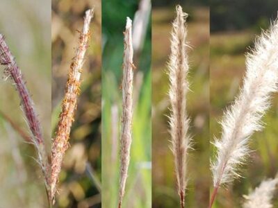 New Cogongrass Campaign Addresses Threat to Alabama