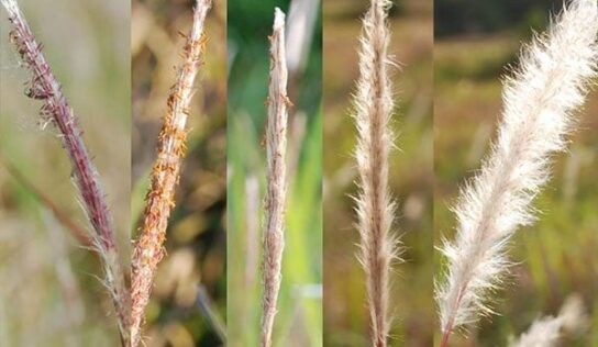New Cogongrass Campaign Addresses Threat to Alabama
