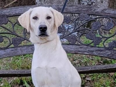 Luna is Waiting for her New Family at Humane Society of Elmore County’s Shelter