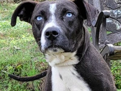 HSEC Pet of the Week: Look at those Blue Eyes! Smudge is Waiting for his new Family