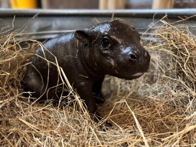 Cuteness Overload! Montgomery Zoo to Debut Pygmy Hippo Calf Thursday