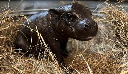 Cuteness Overload! Montgomery Zoo to Debut Pygmy Hippo Calf Thursday