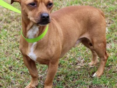 PAHS Pet of the Week is Mac! Chihuahua/Pug Mix Needs Love and Will Learn Trust