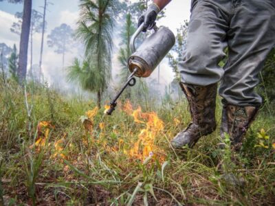 Prescribed Fire Planned at Wind Creek State Park in March