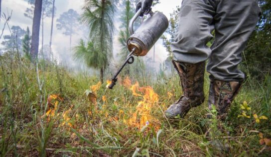 Prescribed Fire Planned at Wind Creek State Park in March