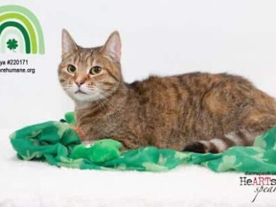 HSEC Pet of the Week is Nya: Declawed and would be Great as the Only Cat