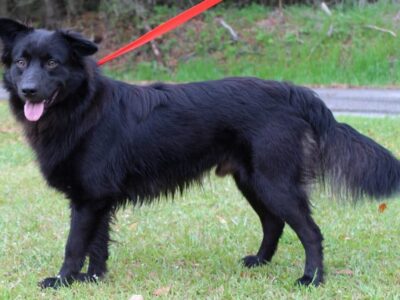 PAHS Pet of the Week is Rocco! Gorgeous boy Never meets a Stranger