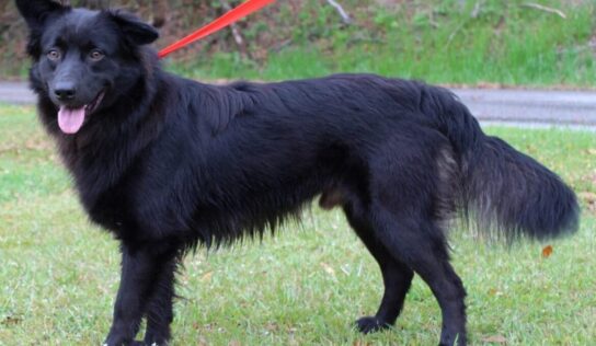 PAHS Pet of the Week is Rocco! Gorgeous boy Never meets a Stranger