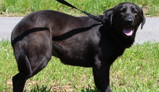 PAHS Pet of the Week is Bob! Very laid back, He is waiting for a family to love