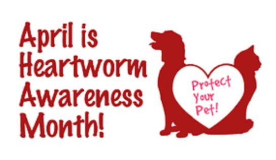 April is Heartworm Awareness Month; All dogs Should be on Prevention