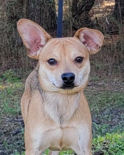 HSEC Pet of the Week is Bandit! High Energy Fellow but is Good with other dogs, children and cats