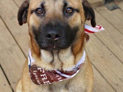 HSEC Pet of the Week is George! Playful and loves his Toys