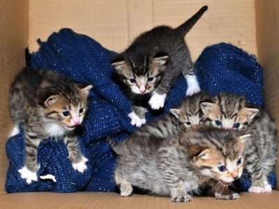 HSEC News: It is Kitten Season for HSEC; Please have your Pets spayed or neutered