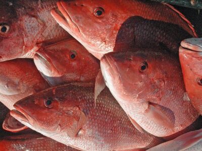Reminder That Alabama’s Red Snapper Season Opens May 27