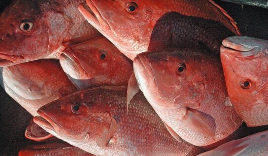 Reminder That Alabama’s Red Snapper Season Opens May 27
