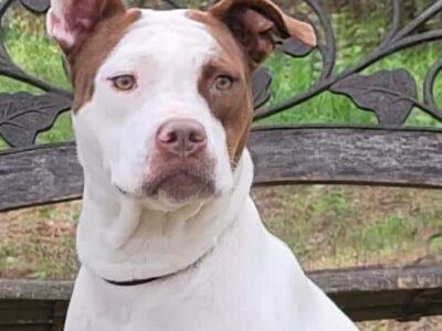 HSEC Pet of the Week: Trixie is super Sweet and Great with Cats