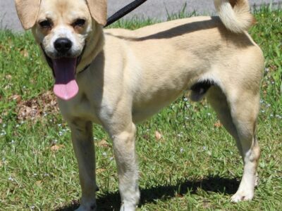 Foster Family needed for Madari; He is a Pugle! (Pug/Beagle mix)