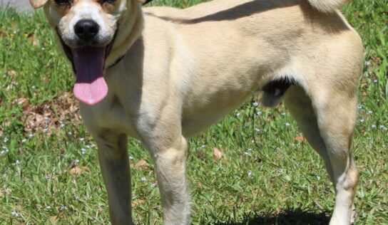 Foster Family needed for Madari; He is a Pugle! (Pug/Beagle mix)