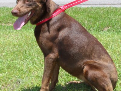 PAHS Pet of the Week: Meet Dove! Sweet, Gentle Girl waiting for New Family to Love