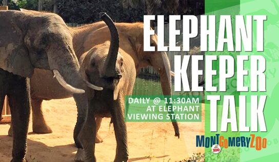 Montgomery Zoo to hold Thrifty Tuesdays in June, July