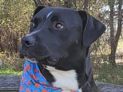 Gilbert is HSEC’s Pet of the Week! Giant Lap Dog loves Treats