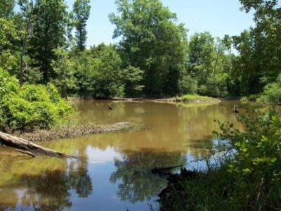 Open Woods Weeks Announced for the Forever Wild Sipsey River Complex