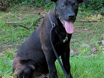 HSEC Pets of the Week: Bayou, Boudreaux, Cajun and Crawfish; Big, Goofy and Playful Pups