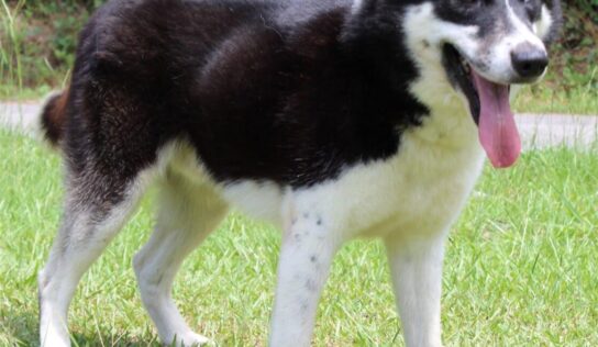 PAHS Pet of the week is Nicholas; 3-year-old Alaskan Malamute