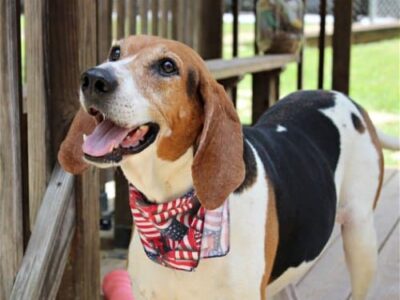 HSEC Pet of the Week is Copper! A Big Hound but a Wonderful House Dog
