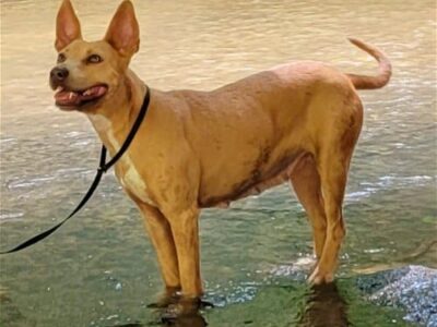 HSEC Pet of the Week: Meet Jade! Sweet, Loves Walks and good with Dogs and Cats