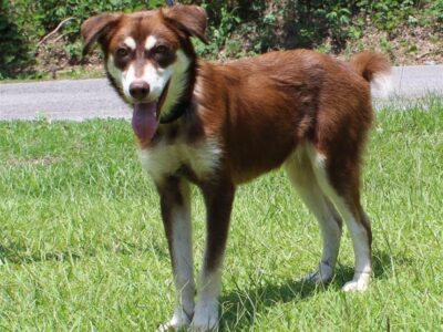 PAHS Pet of the Week: Nugget has healed from Horrible Abuse and is Waiting at a New Start at Life