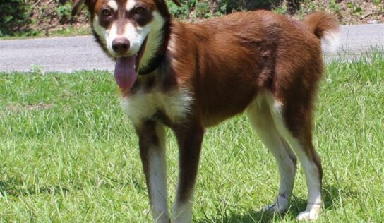 PAHS Pet of the Week: Nugget has healed from Horrible Abuse and is Waiting at a New Start at Life