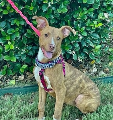 This week’s PAHS Featured Pet is Gemma, who is in foster care and needs a forever home