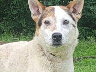 HSEC Pet of the Week is Archie: Good with Dogs, Cat and Loves to Explore