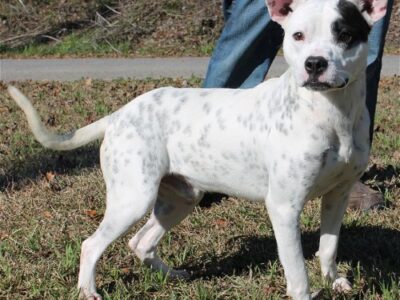 PAHS Pet of the Week is Boise! He is in need of a Foster home