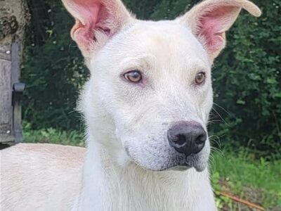 HSEC Pet of the Week: Meet Fez! Loves people, Playful with other Dogs