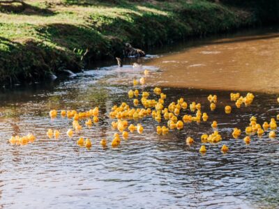 Ducks Make Bucks! West Elmore Area Lions Club Duck Race raises funds for Projects; Winners take Home Prize Money